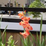 グラジオラス　ひたちあけぼの